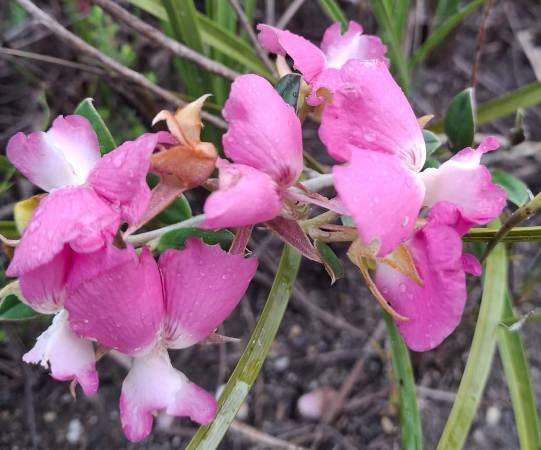 Podalyria calyptrata definitely eaten, maybe pollinated